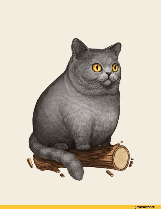 Британская короткошёрстная кошка
