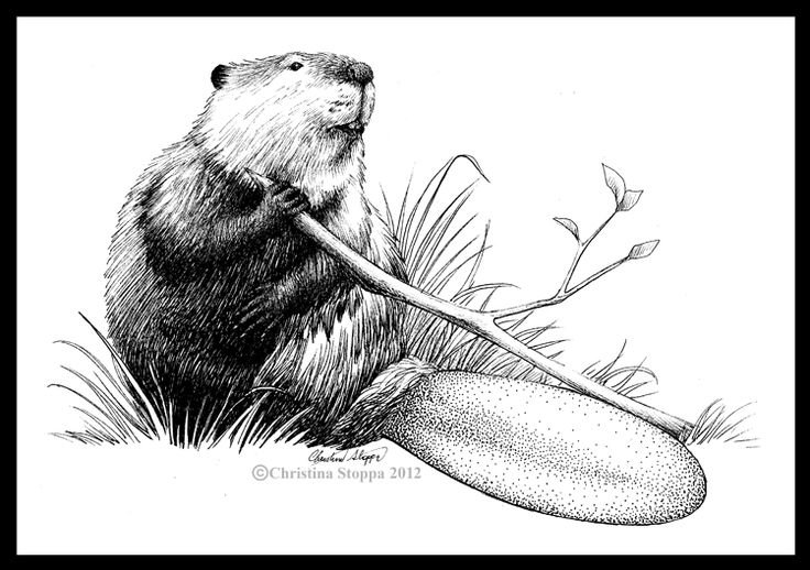 Маленький бобер