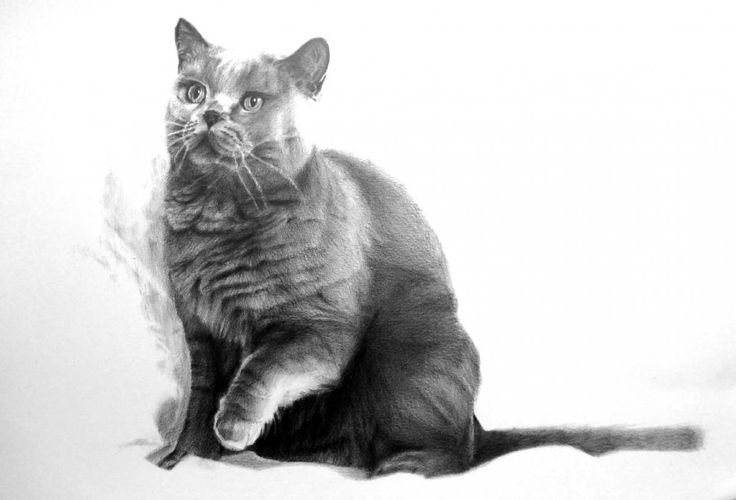 Кошка рисунок