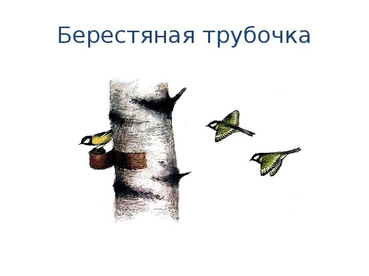 Пришвина берестяная трубочка