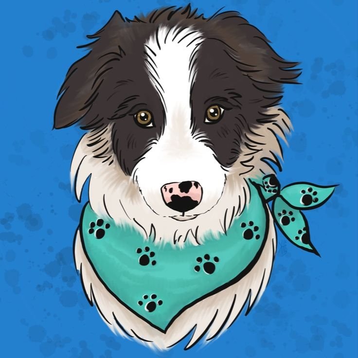 Бордер колли нарисовать