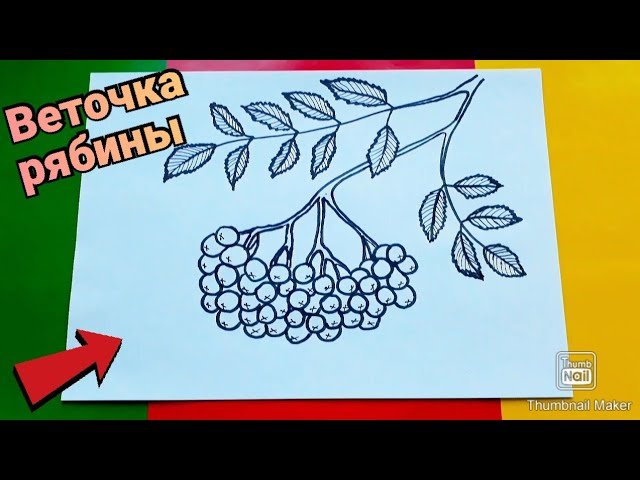 Гроздь рябины рисунок
