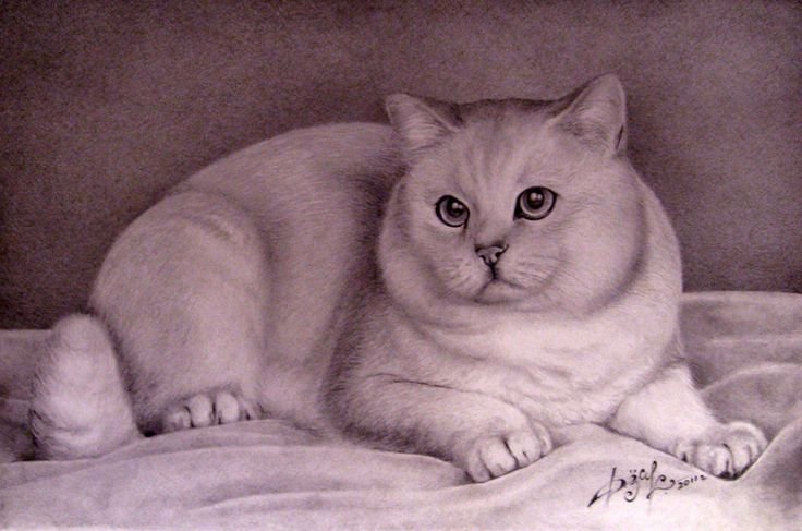 Эскиз британской кошки