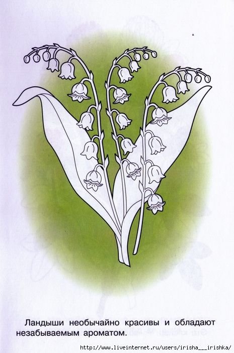 Ландыш рисунок