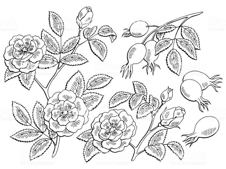 Шиповник рисунок