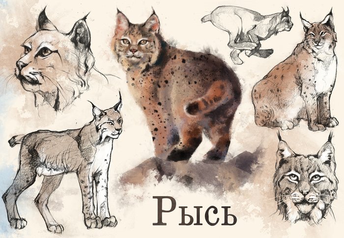 Рысь акварелью