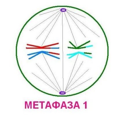 Мейоз 2 метафаза 2