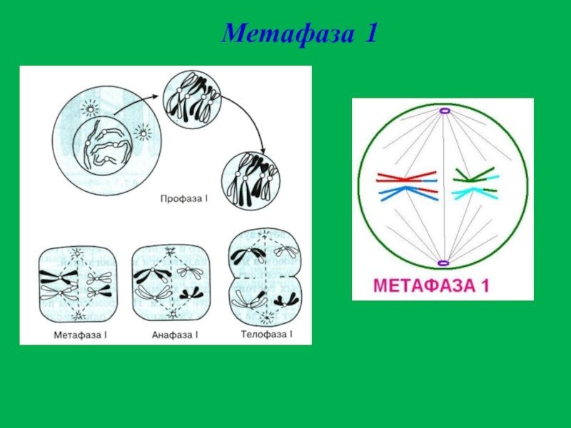 Метафаза мейоза 2