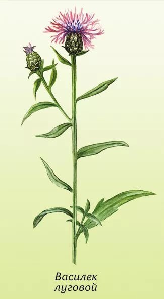 Василёк Луговой Centaurea jacea
