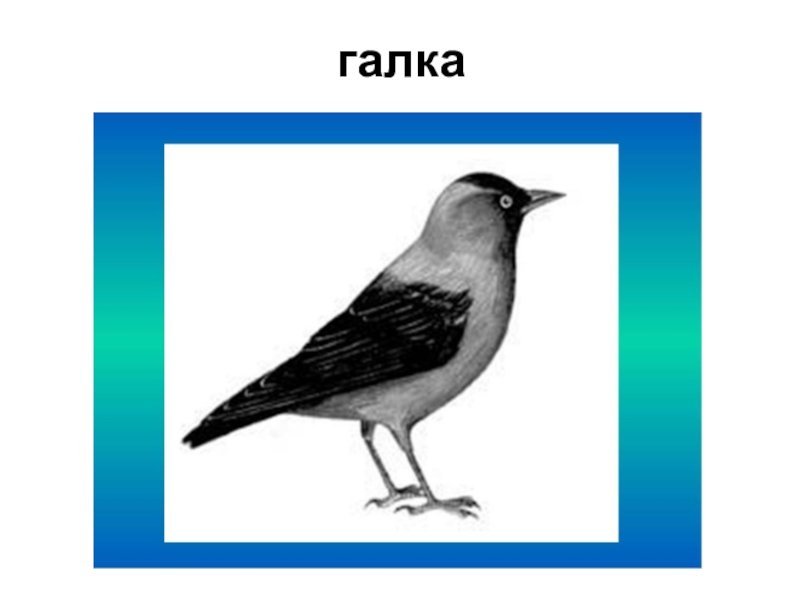 Галка картинка для детей