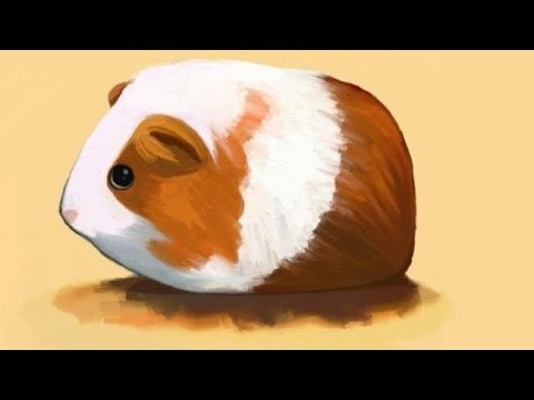 Морские свинки милые