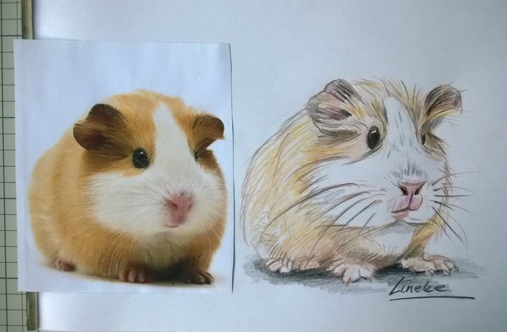 Морская Свинка рисунок