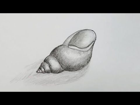 Моллюски легкие