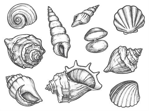 Ракушки морские