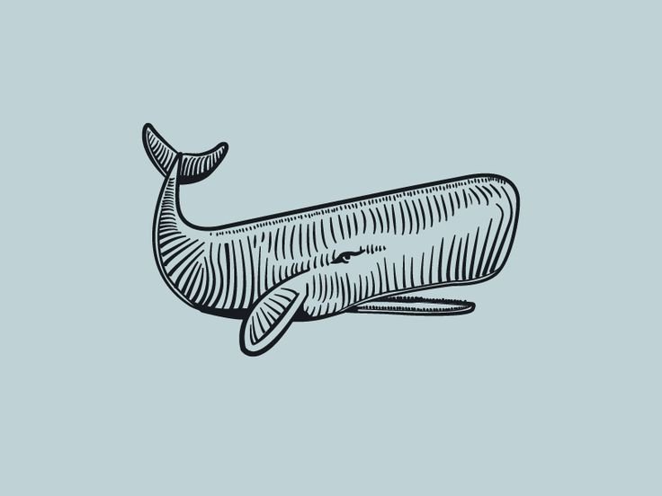 Кашалот рисунок