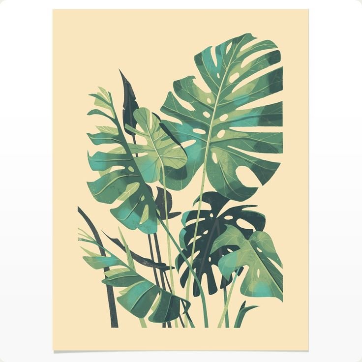 Монстера деликатесная (Monstera deliciosa)
