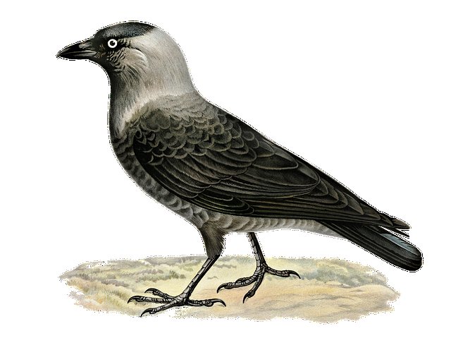 Галка обыкновенная ‒ Corvus monedula
