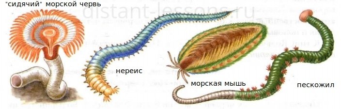 Кольчатый червь многощетинковые черви