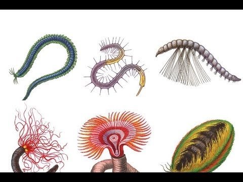 Морские многощетинковые черви