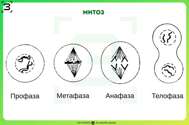 Митоз профаза метафаза анафаза телофаза