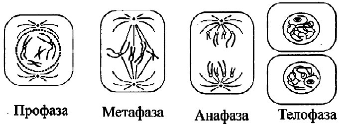 Митоз профаза метафаза анафаза телофаза
