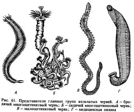 Представитель кольчатых червей рисунок