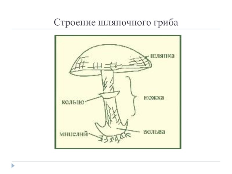 Строение шляпочного гриба рисунок без подписей