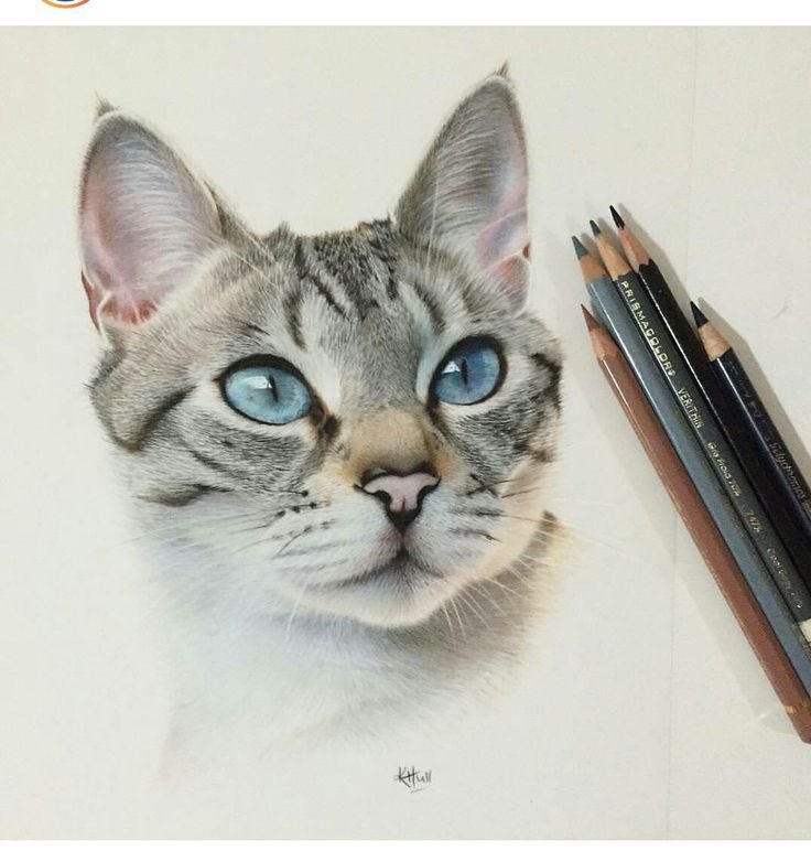 Кошка цветными карандашами