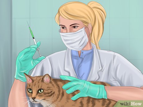 Рисование ветеринар
