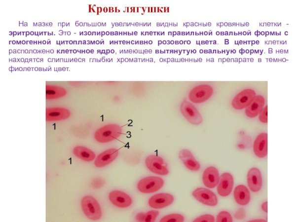 Кровь лягушки
