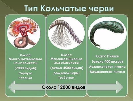 Кольчатые черви классы и представители