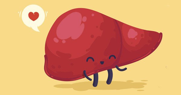 Печень рисунок