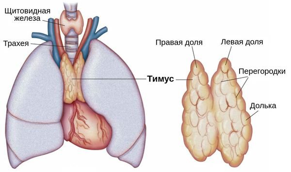 Тимус (вилочковая = зобная железа)