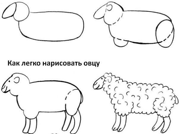 Как нарисовать овечку поэтапно
