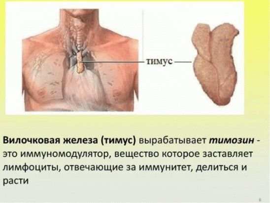 Тимус вилочковая железа