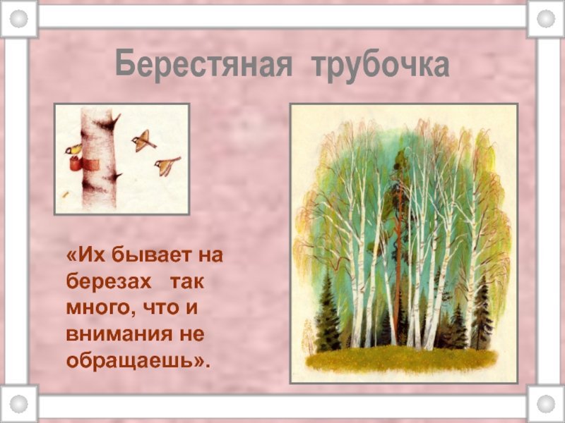 Пришвин берестяная трубочка иллюстрации к рассказу