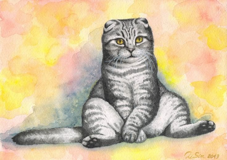 Шотландская вислоухая кошка акварелью