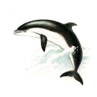 Черноморская Афалина красная книга