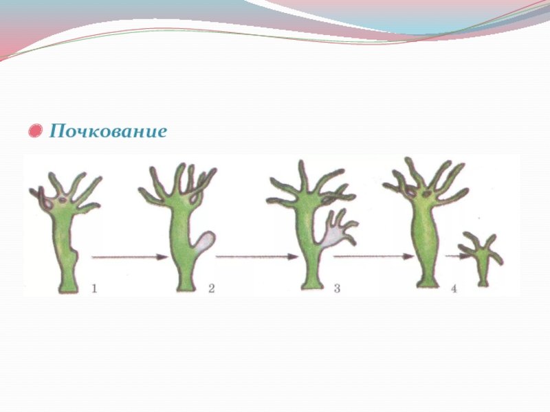 Почкование гидры это бесполое размножение