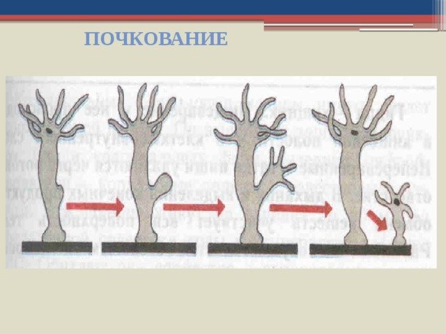 Почкование