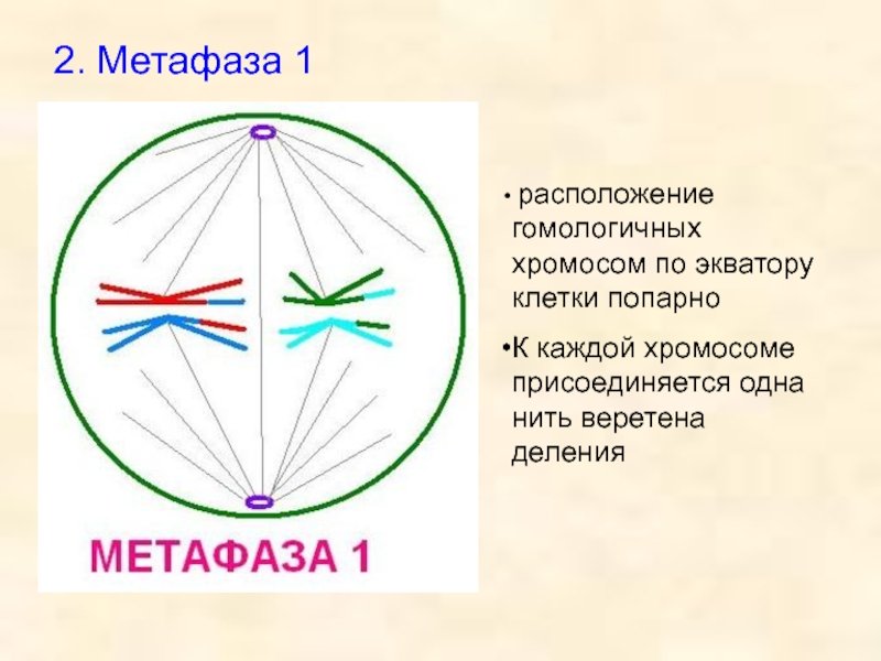 Мейоз 2 метафаза 2