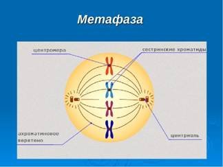 Метафаза мейоза 2