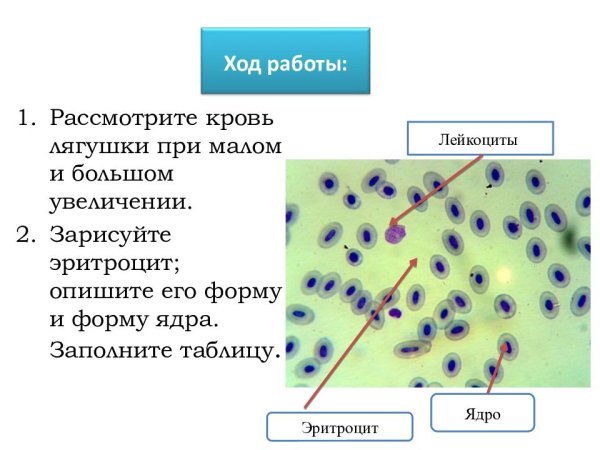 Кровь лягушки