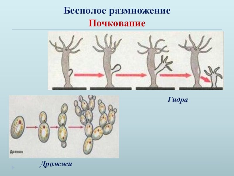 Размножение гидры почкование