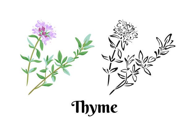 Чабрец вектор