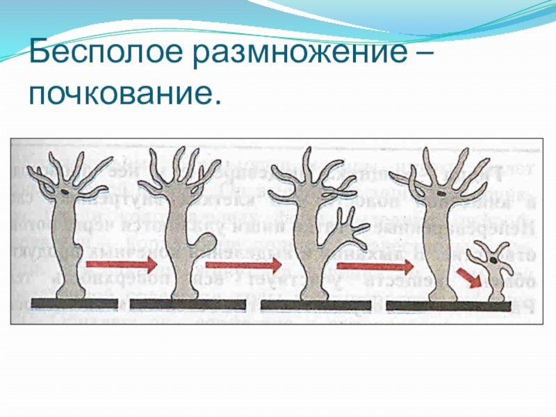 Почкование