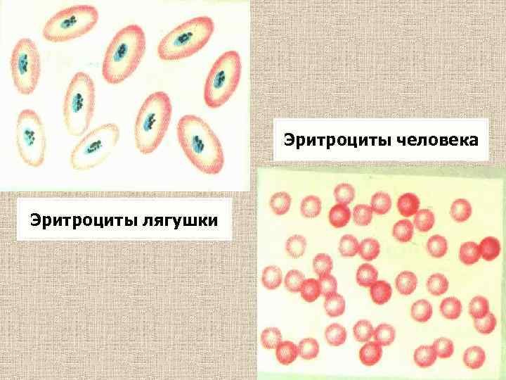 Кровен под микроскопом