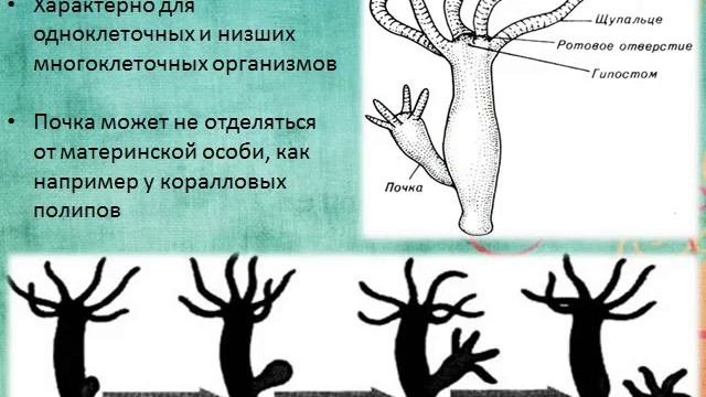 Почкование схема процесса