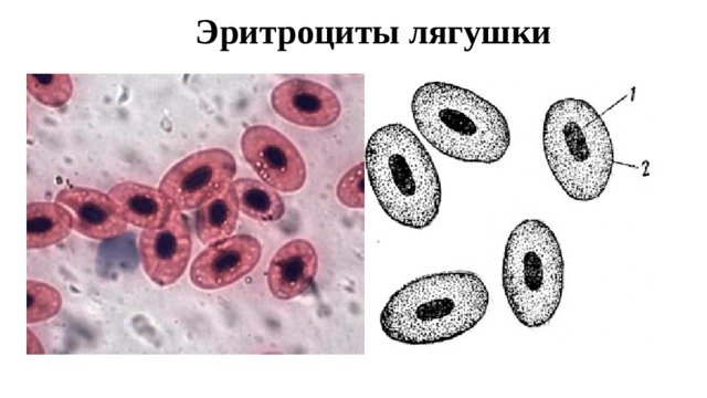 Строение эритроцита крови лягушки