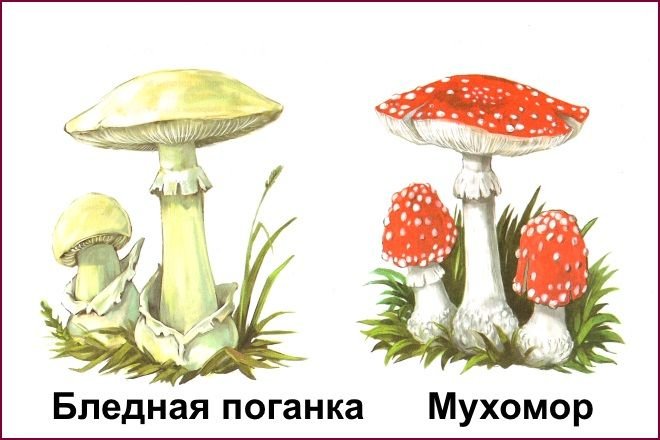 Поганки грибы ядовитые
